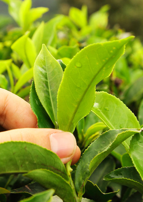 Ethical Tea Partnership